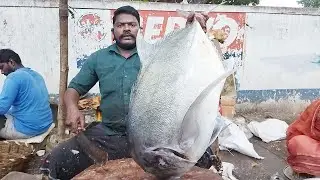 SMASH BIG TRAVELLY FISH CUTTING //  KASIMEDU SELVAM ANNA #kasimedu #fishcutter selvam #fish cutting