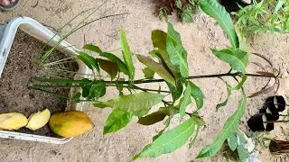 زراعة بذور المانجو في المنزل 🥭 أشجار مانجا مجانًا 🪴رعاية الشتلات وتسريع نموها 🌿🥭