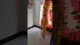 #Fancy Dress #Giraffe #shorts