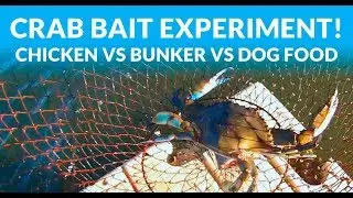 Crab bait experiment: Chicken vs Bunker vs Dog Food!
