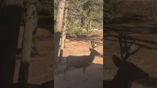 Bro this buck is not leaving