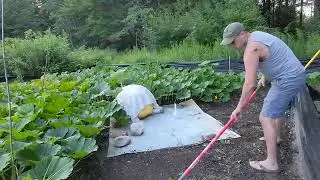 Growing Giant Pumpkins 2021 Part 14 - Soft Pumpkin, Clean-Up
