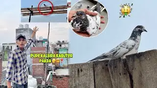 Purani Nasal Ka Kalsira Kabuter Pakad Liya Ayan Ne 🥰✅🤯