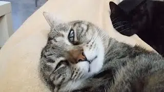 Cat sleeps with one eye open. What is she dreaming of? Emma with Came from Jules.