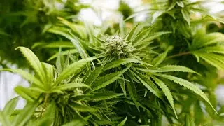 Cannabis stocks rally on Georgia Senate race results