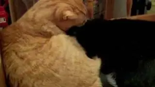 2 Cats Grooming Themselves