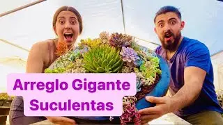 Arreglo GIGANTE DE SUCULENTAS 😱😱😱😱