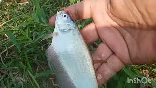 mancing ikan kecil teman teman