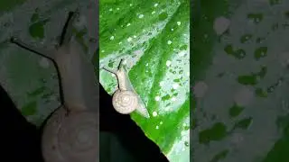 Con ốc sên hình xoắn ốc ở vườn sinh thái mùa đông. #snail #nature #animals 