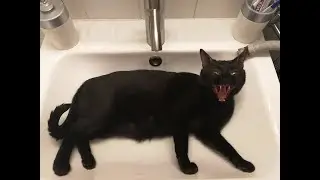 cursed cats images with minecraft cave sounds pt. 2