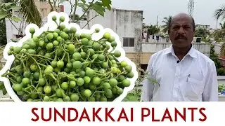 Sundaikai Plant ll How to plant and maintain it in terrace garden ?