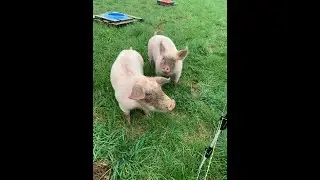 Moving Pigs to Pasture | Small-Scale Farm | Homestead Livestock Transition