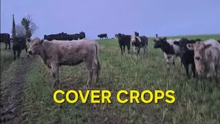 Getting cattle back grazing cover crops and 1st grass walk of the year