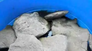 bee waterer