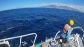 Young humpback whale freed from entangled gear
