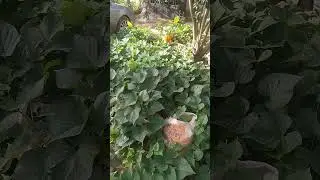 small space farming by Dora