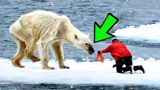 Man Helps A Dying Polar Bear. You Won't Believe What Happens Next