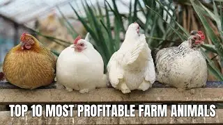 Top 10 Most Profitable Farm Animals