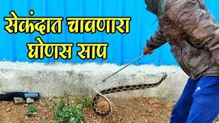 सेंकदामध्ये चावतो हा साप Russell,s viper snake rescue operation from pune nagar road