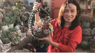 Tour My Stunning Succulent Collection!