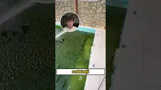 How to CLEAN a POOL of ALGAE (Alex Hada Reacts) #shorts