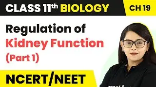 Regulation of Kidney Function (Part 1) | Class 11 Biology/NEET/AIIMS