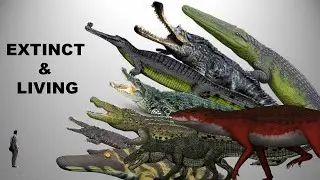 15 Largest Crocodiles Ever Recorded ll Extinct and Living