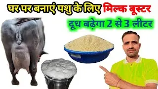 पशु के लिए घर पर बनाएं मिल्क बूस्टर ।How to make milk buster for Animals। #Cattle#Farming#cow#animal
