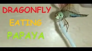 Dragonfly eating papaya!