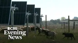 Sheep do some lamb-scaping on solar panel farms, nearly eliminating mowing