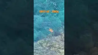 #tonga #turtlesintonga
