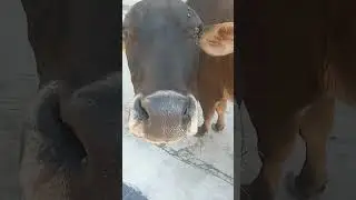feeding stray cows|why to abandon them#shorts #peepalfarm #cow