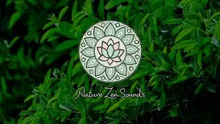 Sonics of Nature - Wind & Birds for deep Relaxation #nature #asmr #rainsounds #peace #naturesounds