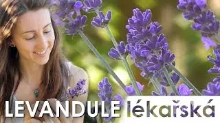 🔮 Omamně léčí, voní i chutná už tisíce let 🪻 | Levandule lékařská 🌿