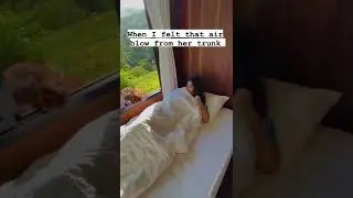 Elephant wake up call#elephants #thailand