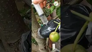 new experience cloning apple tree #graftingtactick #garden #plants #gardening #apple #fruits