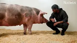 Discover the Pietrain Nucleus PN3 Boar: Genetics & Performance