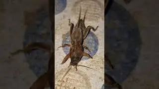Старею! Подписывайтесь, чтобы получать больше видео!