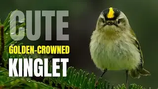 Cute Golden-crowned Kinglet