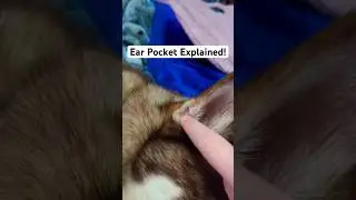 What's Actually Inside Your Dog's Ear Pocket #dogs #surprising
