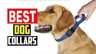 ✅Top 5 Best Dog Collars of 2025
