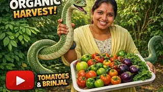 Harvesting |vilage home garden| tamota| brinjal| snake gaurd| curry leaves.