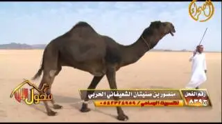 مشاركة الفحل بقناة الصحراء للمالك منصور صنيتان الشعيفاني الحربي  وذلك بمسابقة أجمل فحول الإبل