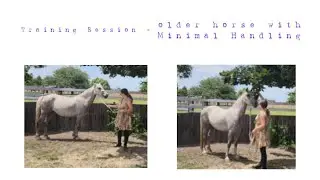 Halter and Lead Training with an Older Horse - MATILDA - Kind, connected horsemanship