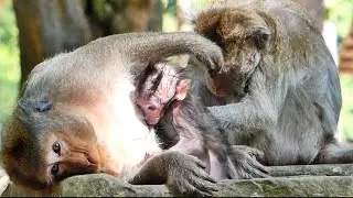 Tiny Jagger request milk mommy again and again,  Babies Jagger is hungry milk so much 