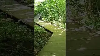 Воробьёвы горы летом #video #nature #forest #summer #видео #природа #парк  #прогулка