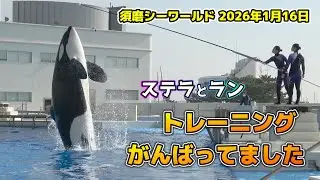 【シャチ】ステラとランのトレーニング1回目【須磨シーワールド2026】#シャチ