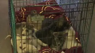 Shelters prepared for holiday pet adoption season