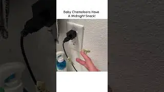 Cute Baby Chameleons Munch on Bugs!