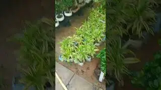 Plant Nursery #youtube #trending #viralvideos #youtube